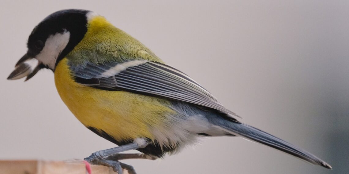 Graines pour oiseaux du jardin avec mésange charbonnière près d’une mangeoire