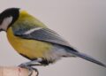 Graines pour oiseaux du jardin avec mésange charbonnière près d’une mangeoire