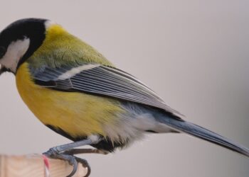 Graines pour oiseaux du jardin avec mésange charbonnière près d’une mangeoire