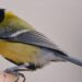Graines pour oiseaux du jardin avec mésange charbonnière près d’une mangeoire