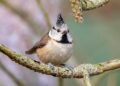 mésange huppée pour oiseaux du jardin