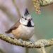 mésange huppée pour oiseaux du jardin