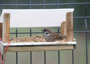 Moineau friquet au jardin posé dans une mangeoire
