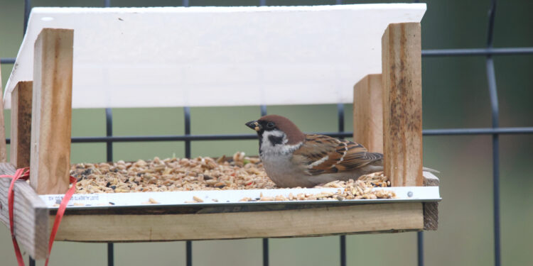Moineau friquet au jardin posé dans une mangeoire