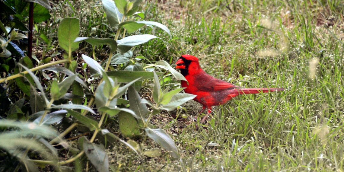 Nettoyer une mangeoire pour oiseaux : fréquence, méthode et erreurs sanitaires