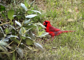 Nettoyer une mangeoire pour oiseaux : fréquence, méthode et erreurs sanitaires