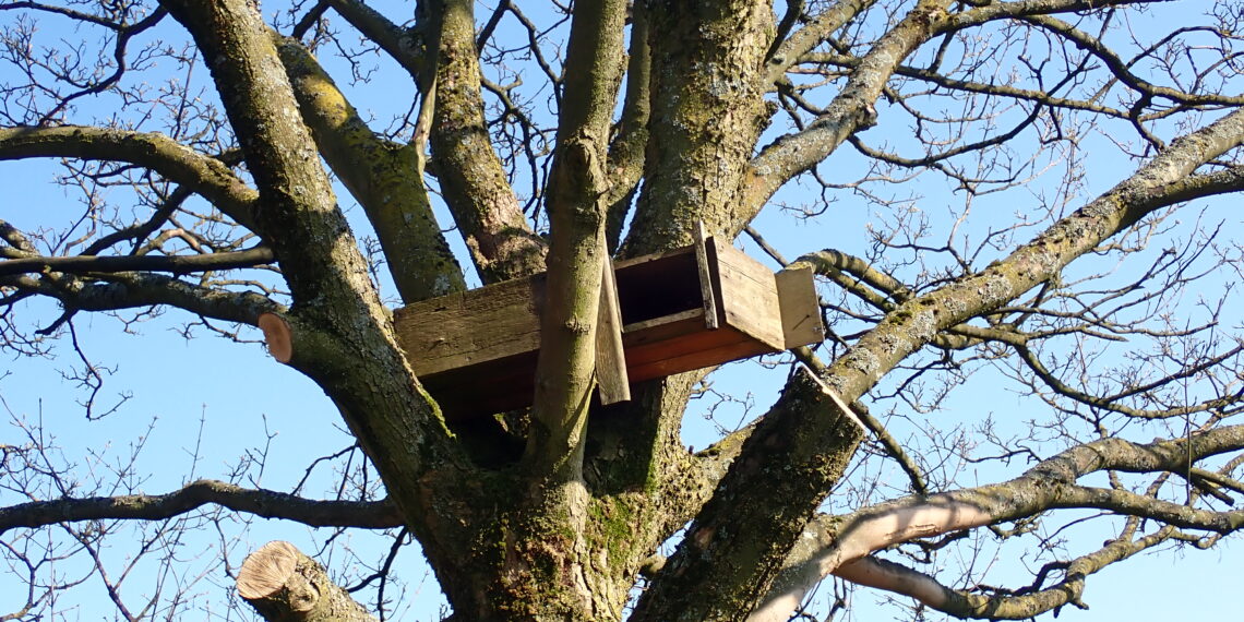 Nichoir en bois installé dans un arbre pour observer les oiseaux