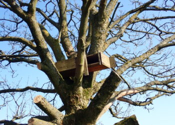 Nichoir en bois installé dans un arbre pour observer les oiseaux