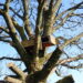 Nichoir en bois installé dans un arbre pour observer les oiseaux