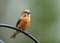 nourrir les oiseaux quand il pleut - image paysage pour illustrer nourrir les oiseaux quand il pleut plusieurs jours