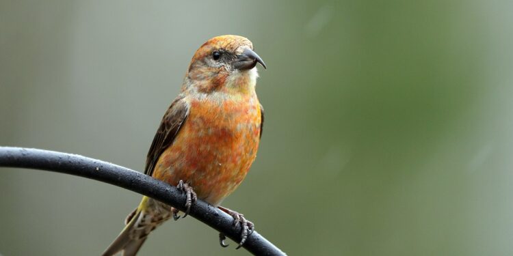 nourrir les oiseaux quand il pleut - image paysage pour illustrer nourrir les oiseaux quand il pleut plusieurs jours