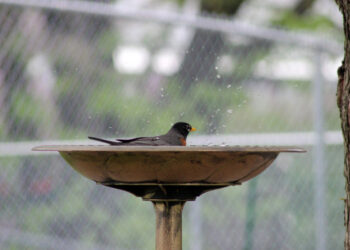 Oiseau se baignant dans une eau peu profonde, exemple de bain d’oiseaux adapté au jardin