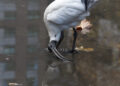 Ibis blanc d’Australie buvant dans une flaque d’eau peu profonde sur un sol urbain.