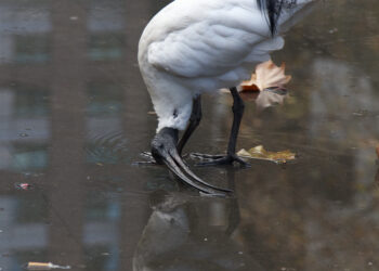 Ibis blanc d’Australie buvant dans une flaque d’eau peu profonde sur un sol urbain.