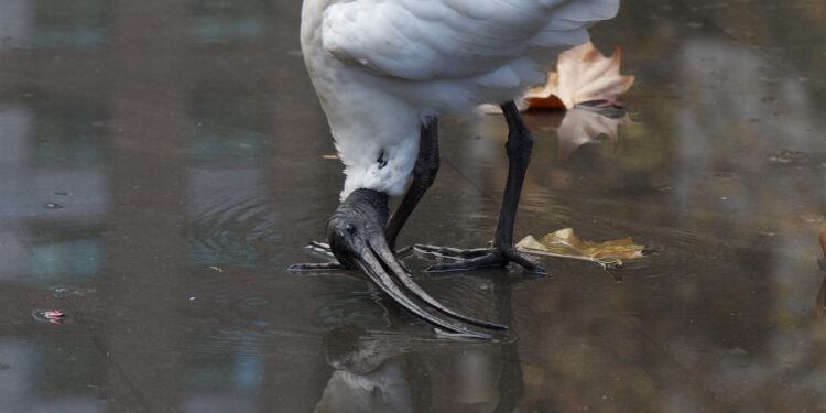 Ibis blanc d’Australie buvant dans une flaque d’eau peu profonde sur un sol urbain.