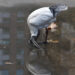 Ibis blanc d’Australie buvant dans une flaque d’eau peu profonde sur un sol urbain.