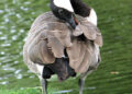 Oie blanche courbant le cou pour lisser les plumes de son aile.
