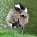 Oie blanche courbant le cou pour lisser les plumes de son aile.