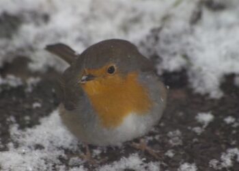 Oiseaux se gonflent en hiver pour conserver la chaleur dans leur plumage