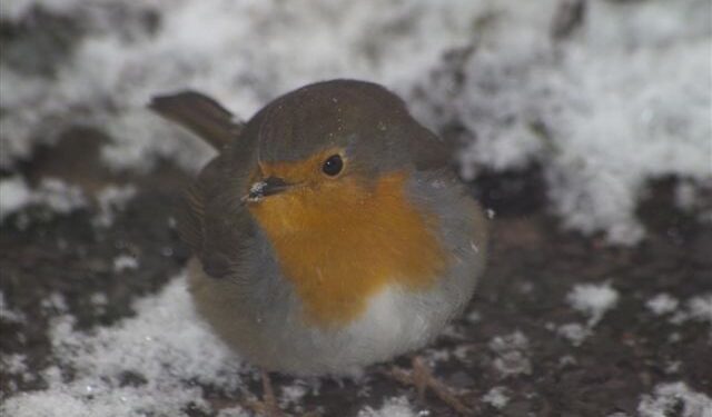 Oiseaux se gonflent en hiver pour conserver la chaleur dans leur plumage