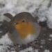 Oiseaux se gonflent en hiver pour conserver la chaleur dans leur plumage