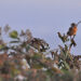 Petit oiseau posé sur une branche portant des grappes de baies de sureau sombres.