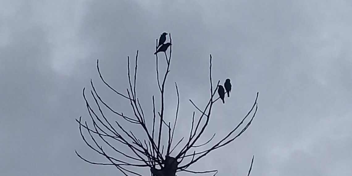 Petit oiseau posé sur une branche sèche dégagée.