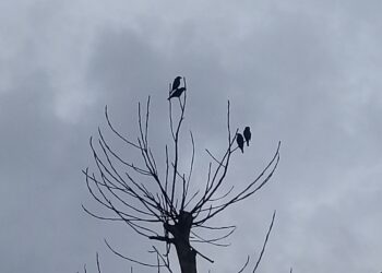 Petit oiseau posé sur une branche sèche dégagée.