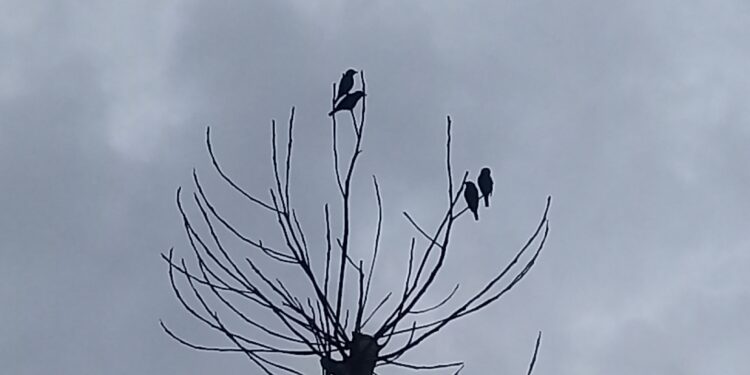 Petit oiseau posé sur une branche sèche dégagée.