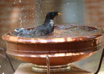 oiseaux du jardin près d’un point d’eau propre pendant les fortes chaleurs