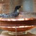 oiseaux du jardin près d’un point d’eau propre pendant les fortes chaleurs