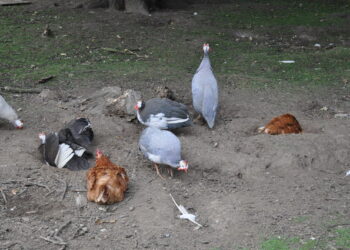 Plusieurs petits oiseaux se roulent dans une zone de terre sèche et poussiéreuse.