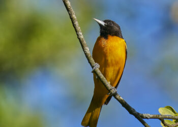 Oriole de Baltimore au plumage orange et noir posé sur une branche