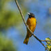 Oriole de Baltimore au plumage orange et noir posé sur une branche