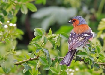 Pinson des arbres posé sur un support naturel dans un environnement de jardin.