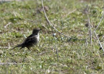 pipit farlouse en milieu ouvert - image paysage pour Universoiseaux