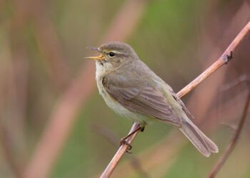 Pouillot véloce (Phylloscopus collybita) dans son habitat naturel