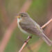 Pouillot véloce (Phylloscopus collybita) dans son habitat naturel