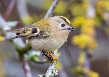 Roitelet huppé posé sur une branche, petite taille et bande jaune orangé sur la tête visibles