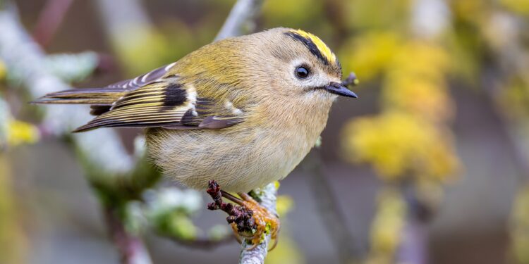 Roitelet huppé posé sur une branche, petite taille et bande jaune orangé sur la tête visibles