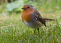 Observer le rouge-gorge au jardin sur un perchoir naturel