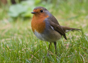 Observer le rouge-gorge au jardin sur un perchoir naturel