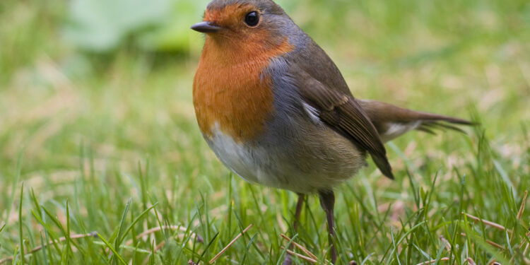 Observer le rouge-gorge au jardin sur un perchoir naturel