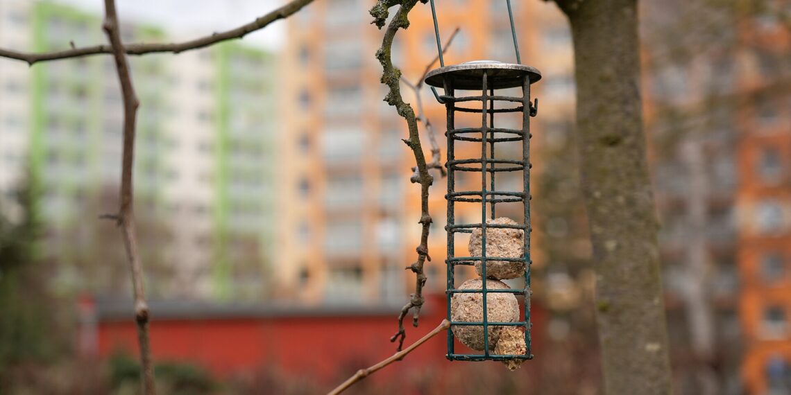 Support à boules de graisse pour oiseaux sans filet plastique