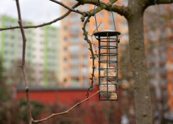 Support à boules de graisse pour oiseaux sans filet plastique