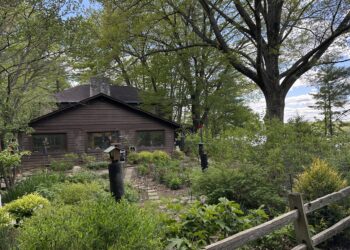 Support mangeoire sur pied installé dans un jardin pour nourrir les oiseaux