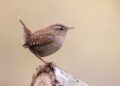 Troglodyte mignon (Troglodytes troglodytes) dans son habitat naturel