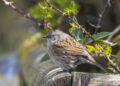 Accenteur mouchet posé sur une branche, plumage brun strié et tête grisâtre visibles.