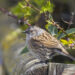 Accenteur mouchet posé sur une branche, plumage brun strié et tête grisâtre visibles.
