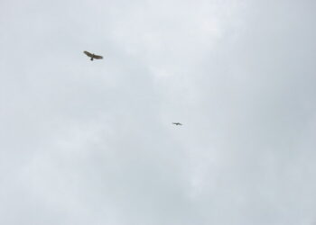 Deux rapaces sombres planent haut dans le ciel en décrivant de larges cercles.